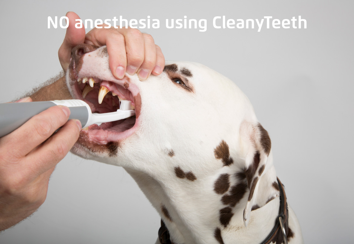 Promise Of Ultrasound Cleaning Cleanyteeth For Dogs Italy